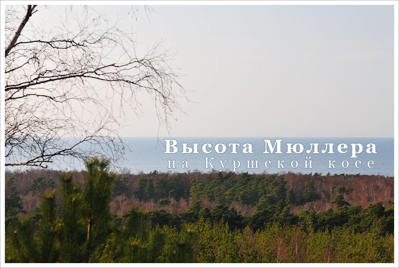 Высота Мюллера на Куршской косе