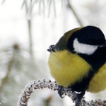Программу поддержки птиц в зимний период в парке Музеон